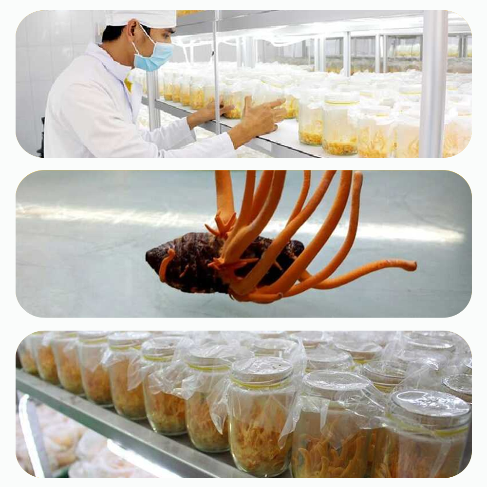 Đông trùng hạ thảo Toro sấy thăng hoa tăng sinh lý bồi bổ sức khỏe