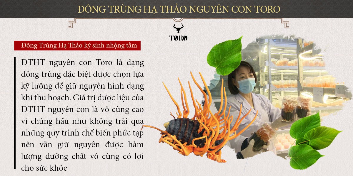 Đông trùng hạ thảo nguyên con 5g chất lượng cao bồi bổ sức khỏe tăng sinh lý
